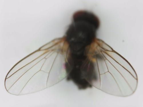 Agromyza sp.