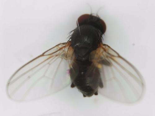 Agromyza sp.