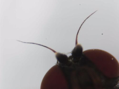 Agromyza sp.