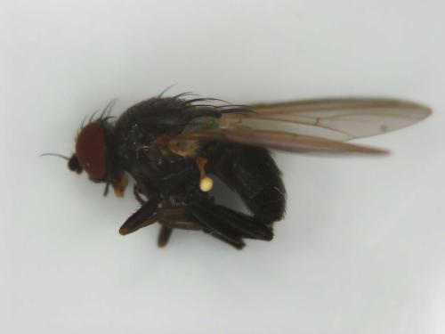 Agromyza sp.