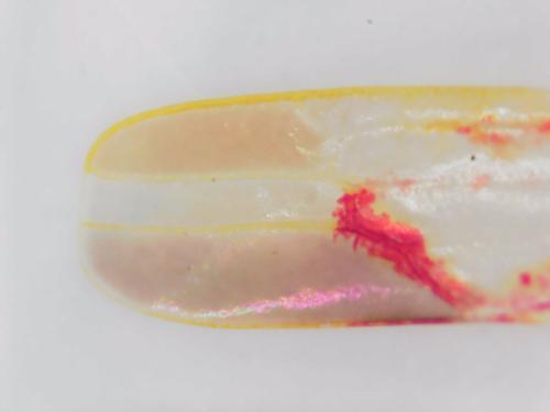 Zygina schneideri
