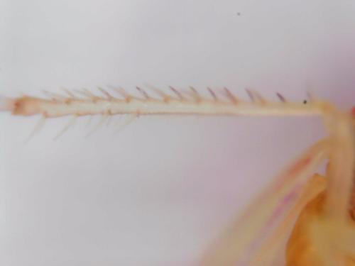 Zygina schneideri
