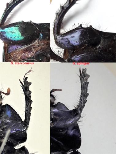 Réf. 334 864 : Geotrupes divers