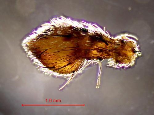 Philodromus margaritatus
