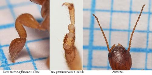 Haploembia sp.