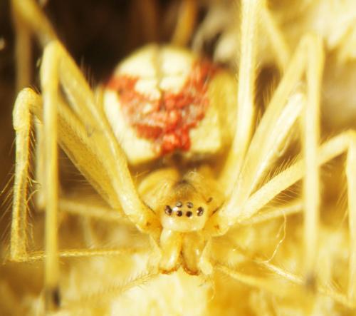 Réf. 334 322 : Enoplognatha ovata