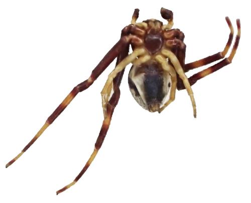 Misumena vatia