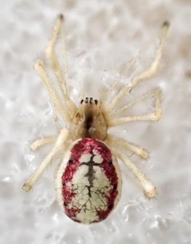 Réf. 334 323 : Enoplognatha ovata