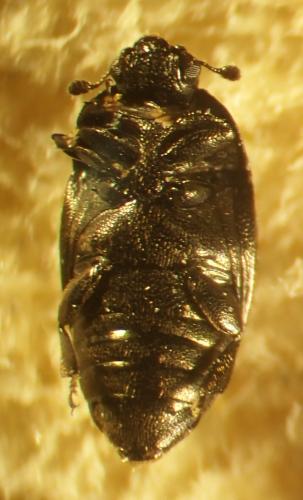 Meligethinae