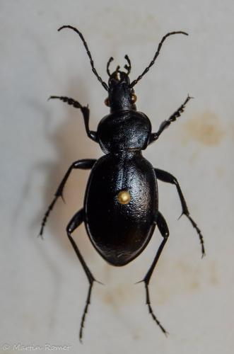 Réf. 334 609 : Carabus graecus