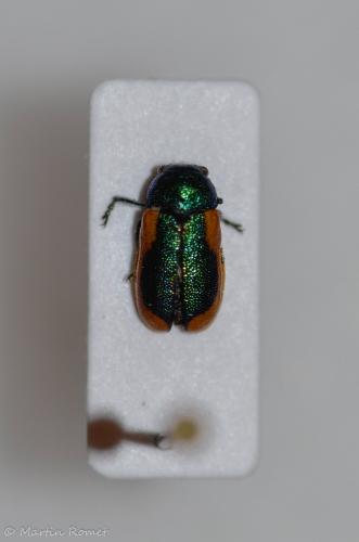 Réf. 334 686 : Smaragdina limbata