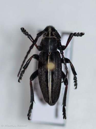 Réf. 334 823 : Dorcadion sp.