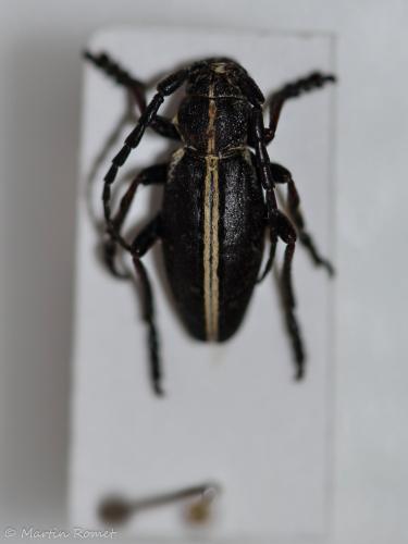 Réf. 334 822 : Dorcadion sp.