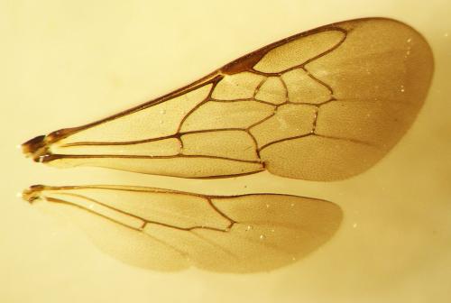 Ceratina cyanea