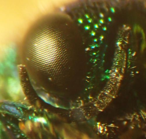 Pseudomalus auratus