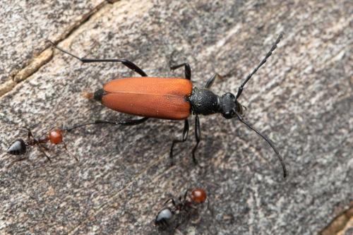 Anastrangalia sanguinolenta