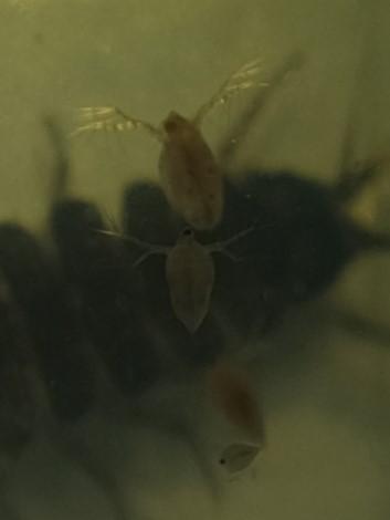 Daphnia sp.