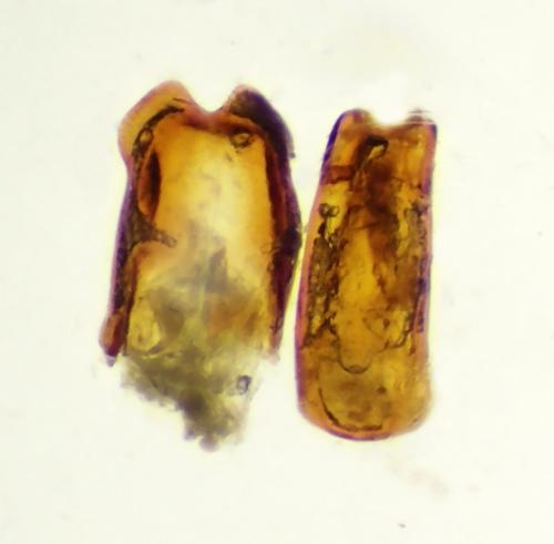 Meligethinae