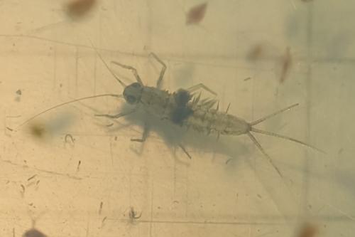 Cloeoninae