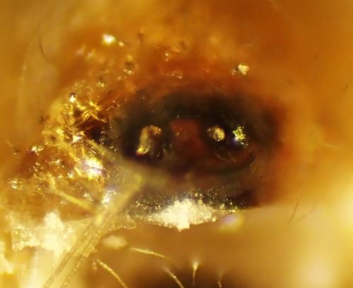 Enoplognatha ovata