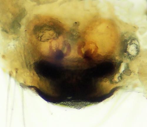 Enoplognatha ovata