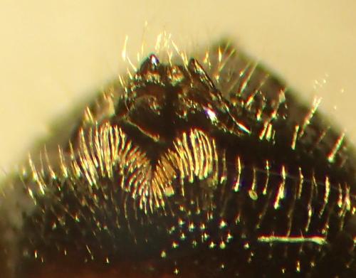 Ceratina cyanea