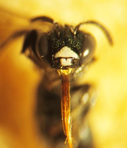 Ceratina cyanea