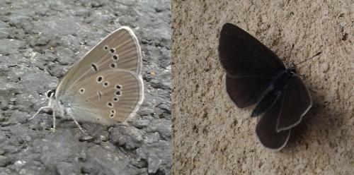 Réf. 334 965 : Cyaniris semiargus