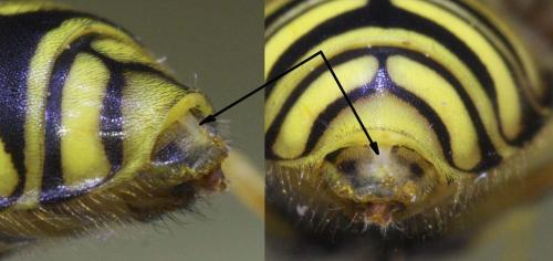 Chrysotoxum cautum