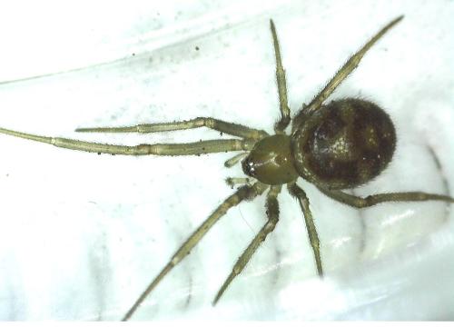 Steatoda grossa
