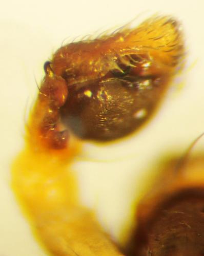 Misumena vatia