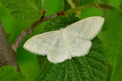 Réf. 334 734 : Scopula floslactata