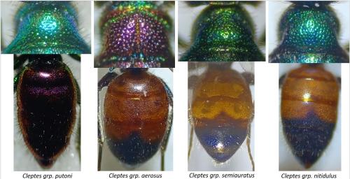 Cleptes divers