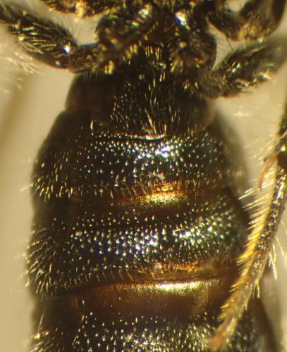 Ceratina cyanea