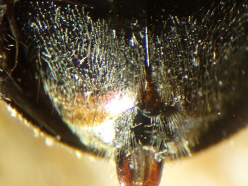 Réf. 334 040 : Hedychrum nobile