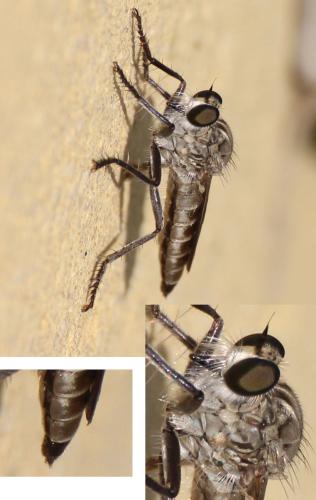 Philonicus albiceps