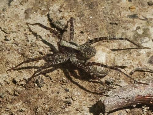 Pardosa sp.
