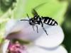 334690 – Photo : Danièle Tixier-Inrep – France (30)