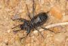 334910 – Photo : Bernard Queval – Espagne