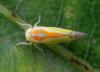334691 – Photo : Damien GRILLIERE – France (15)