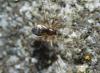 334586 – Photo : Christian Berquer – France (05)