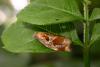 334380 – Photo : Arthropa - Benoit Martha – France (21)