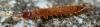 334616 – Photo : Christian Berquer – France (05)
