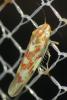 334355 – Photo : Denis Poirier – France (74)