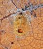 334451 – Photo : Oryctes – France (59)
