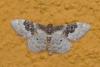 334497 – Photo : Daniel Rumo – France (84)