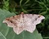 334296 – Photo : Emilien TEULIER – France (82)