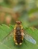 334421 – Photo : Emilien TEULIER – France (82)