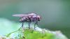 334936 – Photo : Daniel Ventard – France (71)