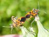 334709 – Photo : Bobabar – France (56)
